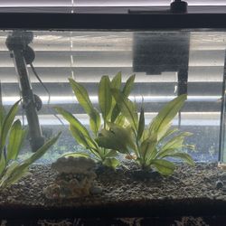 Fish Tank