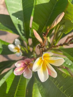 YELLOW PLUMERIAS