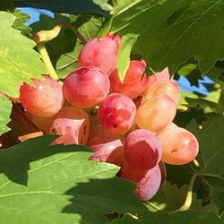 Seedless Grape Vine 