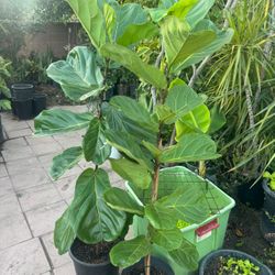 Fiddle Leaf Fig Over 4ft