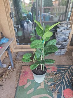 4ft tall Ficus Audrey plants in new 12in pot