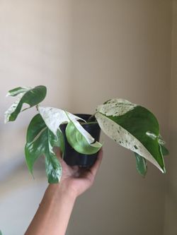 Plant