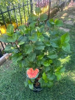 Orange hibiscus plant