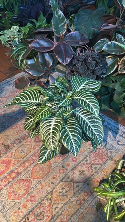 Zebra plant 6” pot