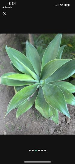 Beautiful Fox Tail Agave 