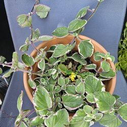 Cuban Oregano Plant