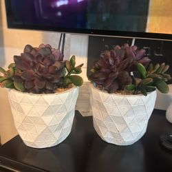 plants