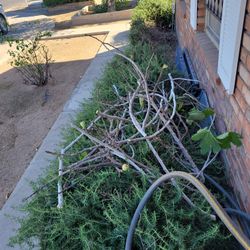 Free Fig Cuttings Fresh Cut This Morning 