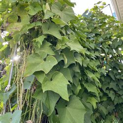 Chayote seeds ( For Two)