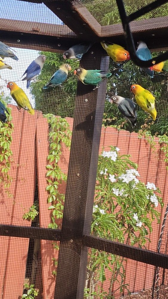 Cage Bird
