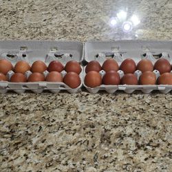 Farm Fresh Eggs From French Black Copper Maran