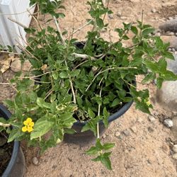 Lantana Plant Yellow and Red