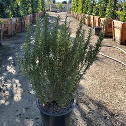 Rosemary Shrub