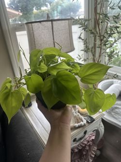 Neón pothos