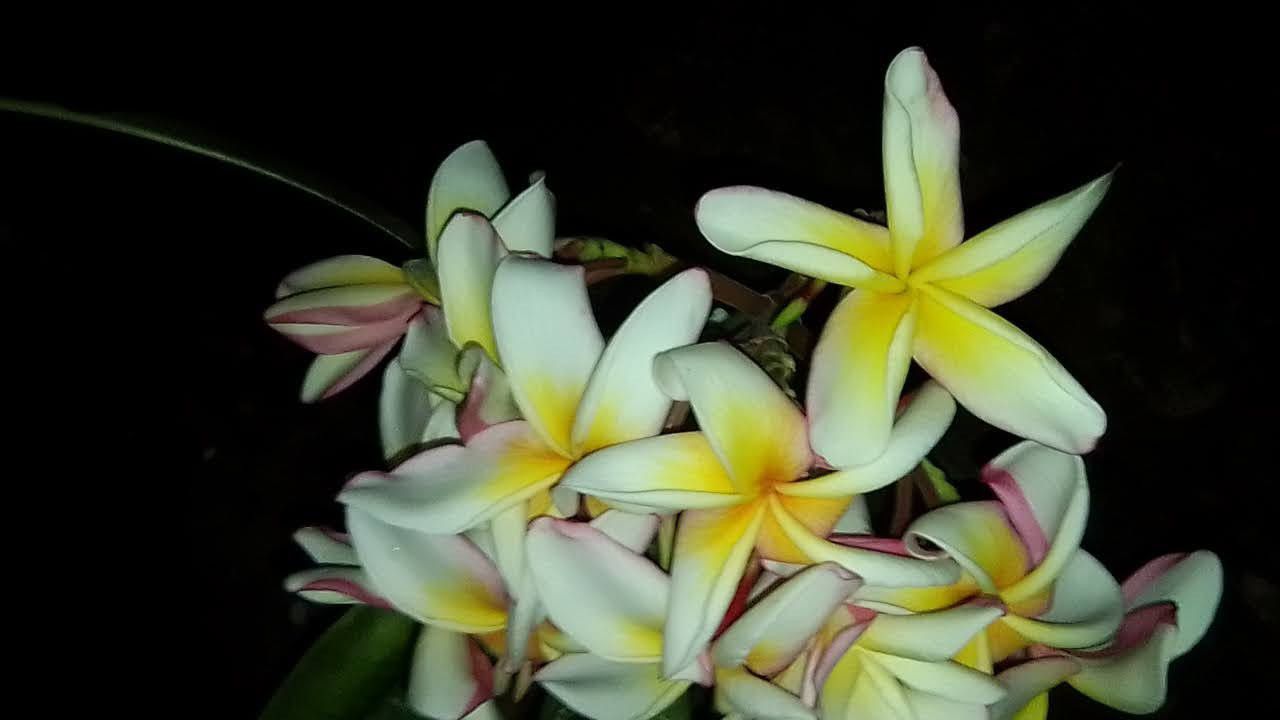 Plumeria Rooted And Have Uncommon Colors