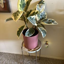 Rubber Tree 🪴 PLANT FOR SALE