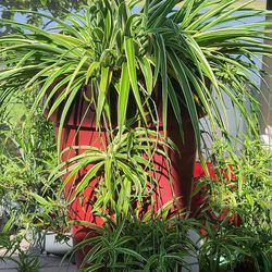 Healthy and happy fabulous spider plant