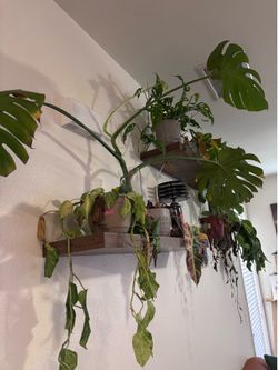 Plants (check description for prices)