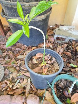 Reed avocado tree grafted
