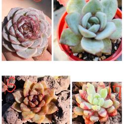 Bundle Listing Save On Shipping