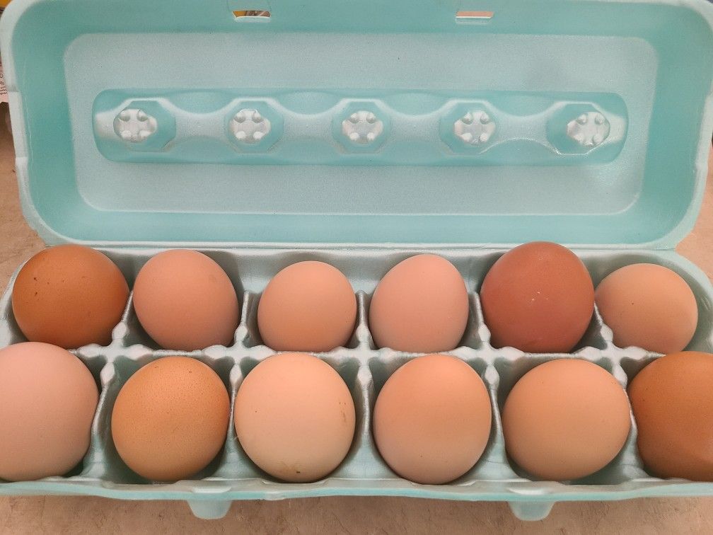 Huevos Fertilizados ( fertilized eggs )