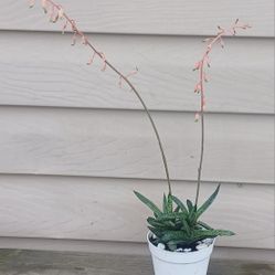 Gasteraloe Succulent Plant 🪴 