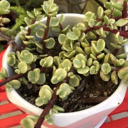 Variegated Elephant Bush