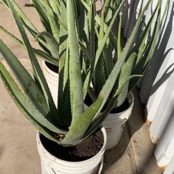 Huge Blowout Sale Clearance On All Plants