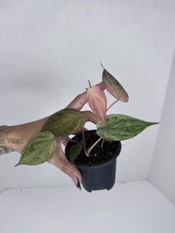 Philodendron Pink Micans Mint Plant