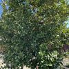 Limon