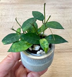 Hoya Lacunosa Amarillo