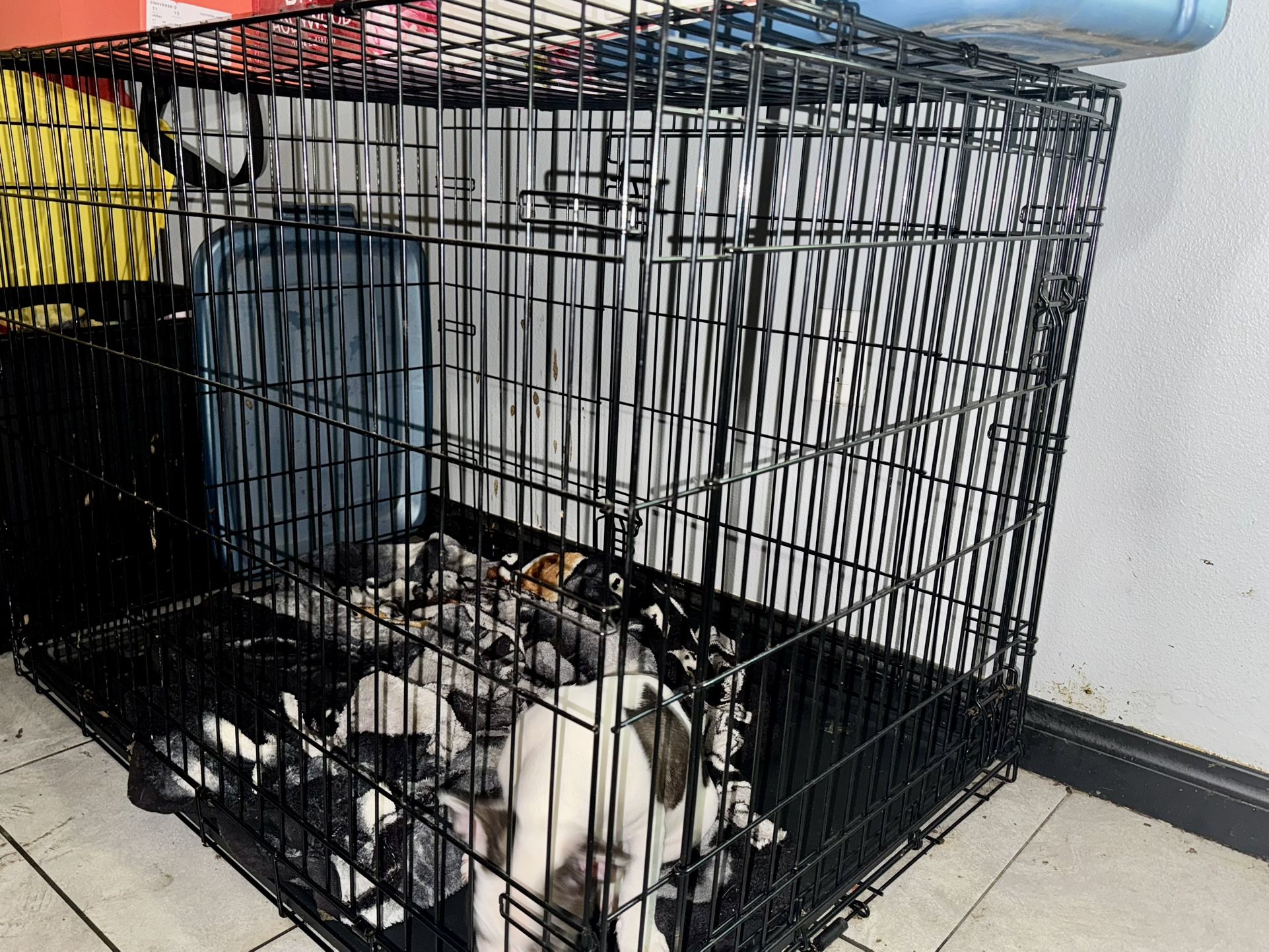 Dog Crates For Sale