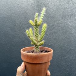 Cylindropuntia Cactus