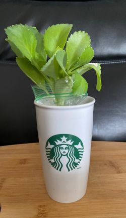 Mother of Thousands in mug