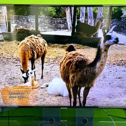 Samsung 55 Inch 4K Smart LED UHD TV