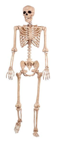 Full Body Plastic Halloween Skeleton Decoration