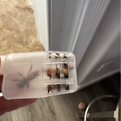 2026 Mated Queen Bee