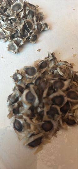 Semillas de moringa