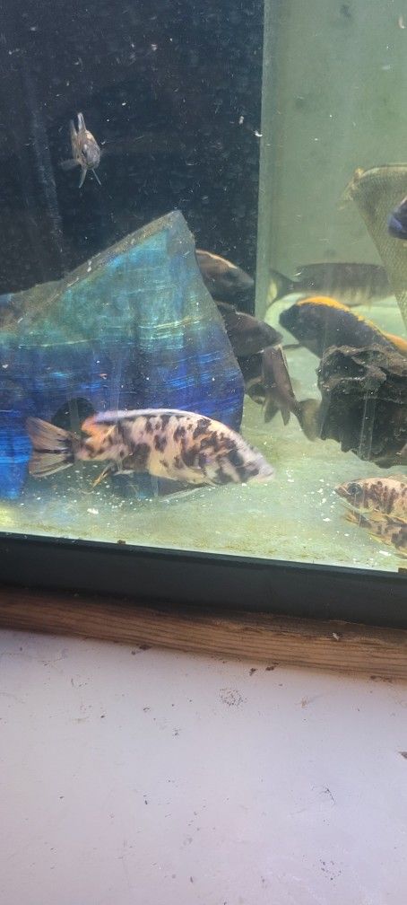 Fish Tank Stuff