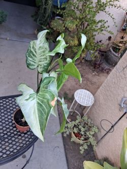 Variegated Syngonium Three Kings Plant $28