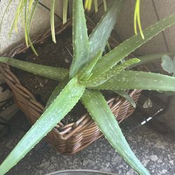 Aloe Vera