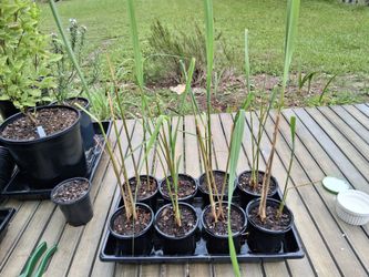 Organic Lemongrass Plants (4" Pot)