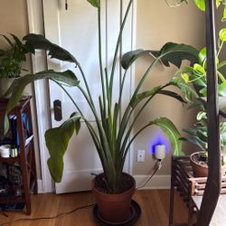 Birds Of Paradise