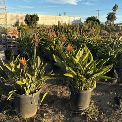 Plants