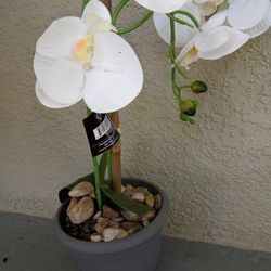 Orchids Silk Floral In Pot