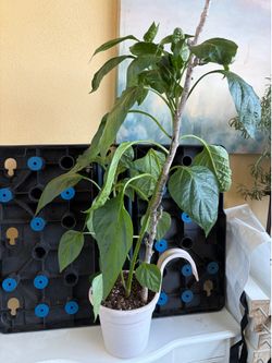 Large pepper plant