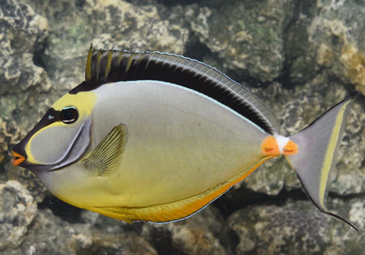 Fake Naso Tang