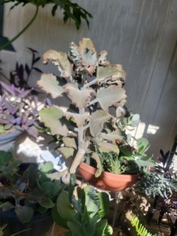 Fang plant