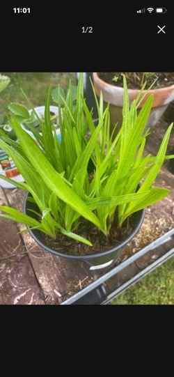 5 Blooming Dense blazing star (Liatris spicata)