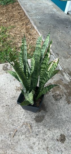 Snake plant